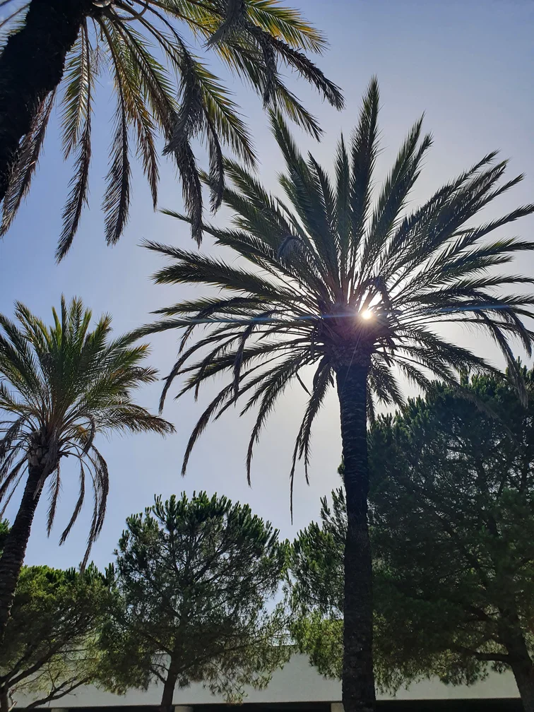 Palm trees